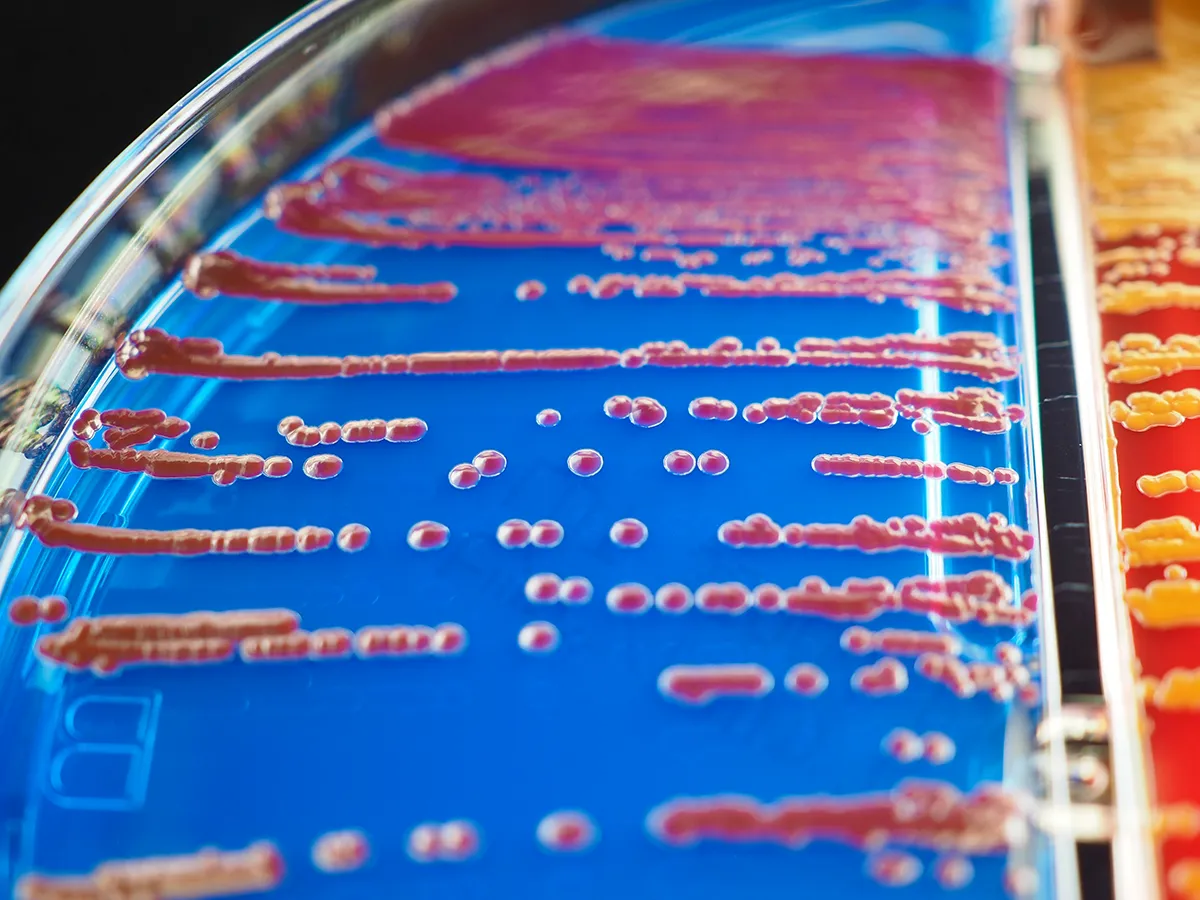 Productos Microbiológicos